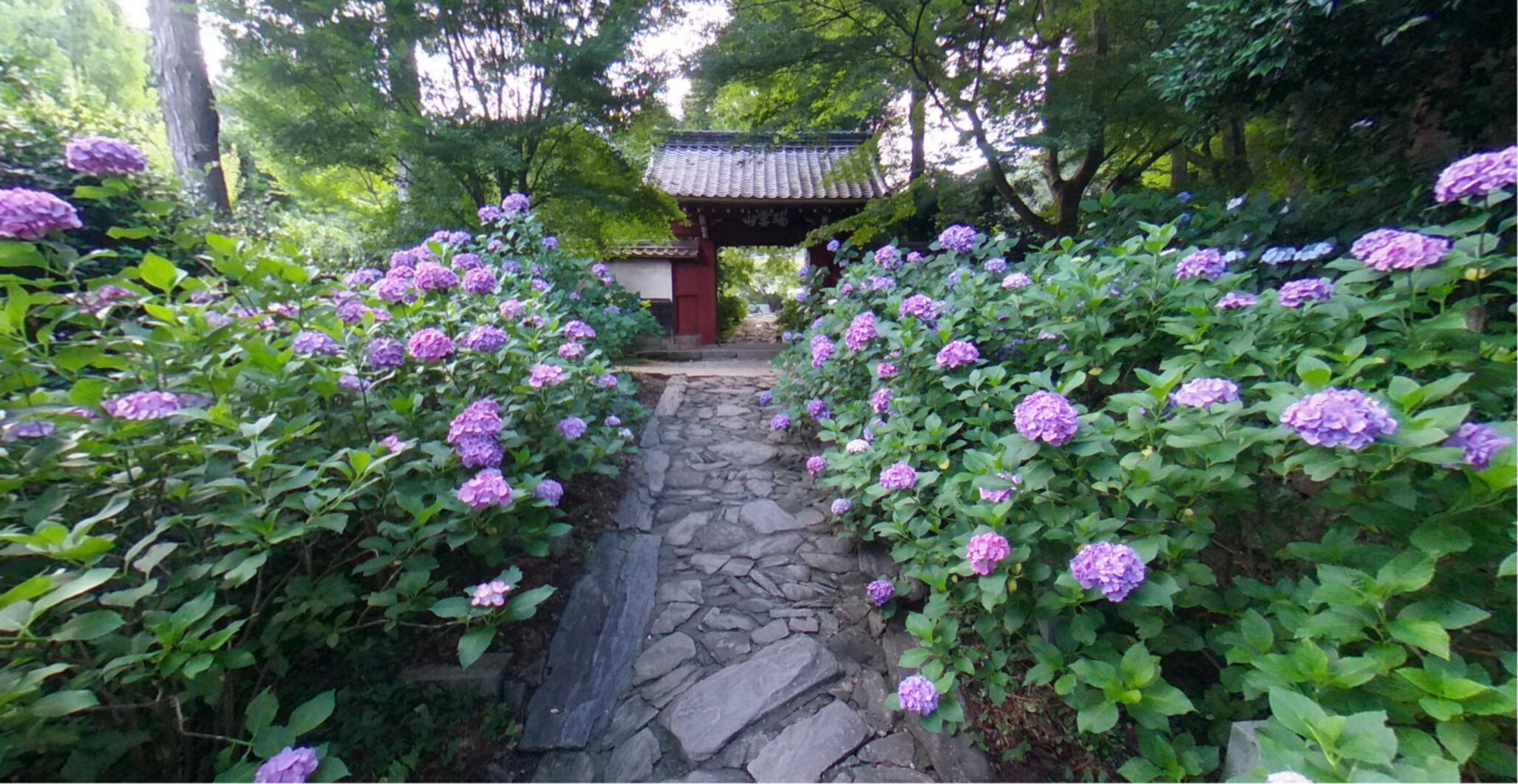 honkoji_outside_hp 幸田町本光寺（屋外）