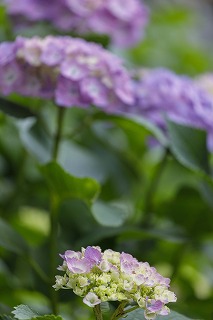 photobook裏表紙紫陽花
