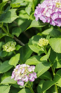 photobook紫陽花